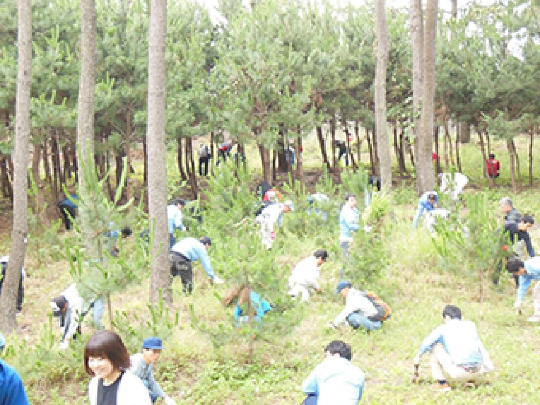 Weeding at Miho-no-Matsubara (2019)
